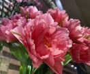 初回のみ！お電話にてお花からメッセージお伝えします 保護猫のチャリティー基金に全額使わせて頂きます イメージ1