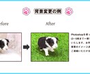 ブリーダーさん自慢の子の写真を修正いたします 3枚から承ります。その子の魅力を最大限活かします！ イメージ2
