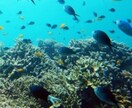 オーストラリア・パラオの旅行をプランニングします ご希望に応じて、 航空券・ホテルの予約、旅行手配もできます。 イメージ1