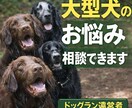 ドッグラン運営者が大型犬の飼育相談に乗ります 大型犬の心身・体幹強化や飼育面のお悩み相談出来ます イメージ1