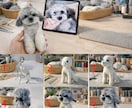 写真から作るオーダーメイド羊毛フェルトペットます 提供内容：彫刻犬猫そっくりぬいぐるみ イメージ2