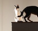 肯定も否定もしません。ただあなたの話を聞きます 意見が欲しいわけではなく ただ話しを聞いて欲しい人へ イメージ1