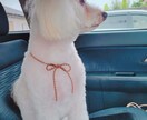 ペットロスやペットのお話し聞きます ペットは大事な家族ですからね♡ イメージ4