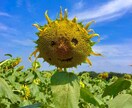 何かにつかっていただけそうな写真を提供します 要望にそった気に入ってくれる写真を撮ります イメージ1
