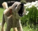 ペットコンサル(お悩みでも愚痴も…お聞き致し)ます ペットの行動・個性に合った方法で、豊かなくらしを…。 イメージ4