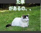 虹の橋からのペットの言葉教えます 家族だった大切なペット、虹の橋からのメッセージです！ イメージ7