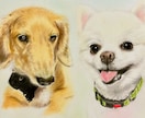 人物やペットなどリアルな色鉛筆画を描きます 色鉛筆の良さを活かして画像より綺麗でかわいい仕上がりにします イメージ8
