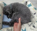 10歳以上のシニア犬に運動とマッサージ一緒にします 期間限定1,500円　シニア犬のマッサージ＆運動！ イメージ2