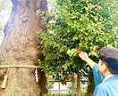 気になる彼の気持ち・本心をズバリ見抜きますます 【鑑定歴20年】片思い・恋愛・結婚・復縁・複雑恋愛 イメージ2