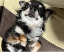 あなたの心に優しく寄り添いお話しを伺います 72歳の人生経験を活かして日常のお悩みを優しく受け止めます。 イメージ1