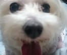 わんちゃんの相談のります！ イメージ1