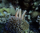 ダイビングで撮った水中写真を提供します 完全オリジナル！魚や珊瑚の水中写真を１枚１００円で！Ｂセット イメージ8