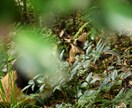 写真撮ります Nikonで写真を撮ります。自然系。 イメージ3
