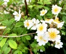 カウンセラーがあなたの悩みに寄り添います メンタルカウンセラー＆言葉のプロがあなたの魅力をアピール！ イメージ1