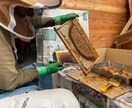 養蜂に挑戦したい！！西洋蜜蜂☆自然養蜂教えます 養蜂の始め方、副業にしたい方、蜜蜂や蜂蜜が好きな方☆ イメージ9