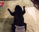 ワンちゃんの介護・介助方法をお手伝いします 認知症のワンちゃんの近くに〇〇は置いちゃダメ！〜お部屋編〜 イメージ2