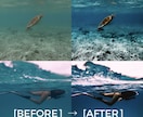 水中写真をLightroomで美しく補正します 水中写真の色補正・レタッチならお任せください イメージ1