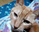 看護師さんのお話看護師さんが聞きます 看護師さん専門相談所★看護師さんの気持ちは看護師がわかります イメージ2