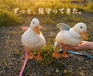 あなたの愛鳥オーラを画像にします 鳥のオーラにも、飼い主様へのメッセージが隠されています イメージ5