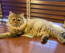ネコのお話ししませんか？猫トークで盛り上げます 愛ネコYouTuber！猫たちの成長記録や難病克服日記配信 イメージ3