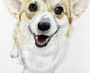 ペットの似顔絵を描きます 色鉛筆のアナログイラストで心温まる一枚をお届けします！！ イメージ2