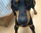 現役ショップ店員がペットに関するご相談承ります 犬猫はもちろん両生爬虫類、淡海水魚類、鳥、昆虫大丈夫です！ イメージ3