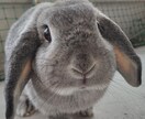 現役保育士が柔らかい関西弁でお話し聞きます なんでもお話聞かせてください♪ イメージ1