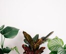 観葉植物のお困り相談＆解決策アドバイスいたします 園芸店15年勤務あなたに合った育て方をお伝え! イメージ2