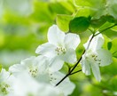 東京の山（高尾・奥多摩）の風景写真を撮影代行します 美しい風景や花の写真を提供！商用利用可・RAW現像サービス付 イメージ4