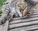 あなたが今お話ししたいその気持ち、私がお聞きします 悩み・愚痴・不安・自慢話・誰かと話したい、何でも大丈夫です！ イメージ10