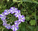 あなたを応援します １分でも良いです。やさしさにふれてください。 イメージ6