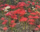 介護の悩みを介護経験のある私が鑑定します 介護に関する悩みを打ち明けて下さい！一緒に解決しましょう⭐︎ イメージ5