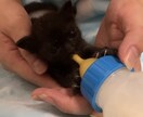 保護子猫の育て方（初心者歓迎）丁寧にサポートします 乳飲み子猫の命をつなぐ技術と知識、伝えます,ﾟ.:｡+ﾟ イメージ1