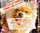 ペットちゃん　生きてる子亡くなった子拝見します 見て頂いた時がタイミング†⭐︎ イメージ4