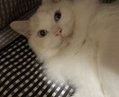 貴方様の色々なお悩み、愚痴、お話お聞きます ネコ執事と貴方様でお話してみませんか？ イメージ1