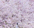 日時限定3月28、29日 桜ロケ撮影 撮ります 先着順・各時間1組限定｜東京春ロケ／家族・ポートレート対応 イメージ3