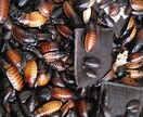 餌代を浮かそう！ 餌用ゴキブリの繁殖方法を教えます デュビア、レッドローチ、マダゴキの繁殖方法について。 イメージ3