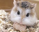 ハムスターの飼育方法のコツをお教えします ハムちゃんの選び方や飼い方、懐かせ方を知りたい方は必見です！ イメージ3