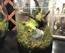 現役店員がアクアリウムの始め方をサポートします 緑と水に癒されたい方、魚を飼育してみたい方へ イメージ1
