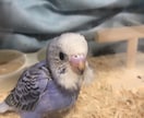 小動物の飼い方相談にのります 小動物を飼っている方、これから飼おうとしている方へ イメージ2