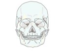 医学的知識に基づき様々な解剖学イラストを描きます テキスト・教本納品実績あり！商用OK！ イメージ8