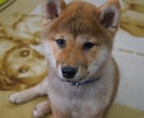 ☆最適な犬種☆プロドッグトレーナーが提案 イメージ2