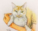 猫ちゃんのイラスト絵を手描きで描きます 猫ちゃんのお写真からわたくしが手描きでイラスト絵を描きます イメージ5