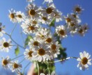 脳科学を元にお答えできます ふわふわNG!前向きで的確なアドバイスが欲しい方へぴったり。 イメージ1