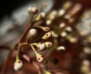 植物、食材を中心に色々な写真を投稿します ミクロの世界への挑戦と探検。まだ見ぬ世界へ。 イメージ2