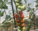 身体の症状に合ったお野菜教えます 野菜ソムリエプロが貴方の健康をちょっと手助け♪ イメージ5