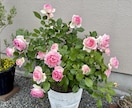 観葉植物などのちょっとした不調も気軽に相談乗ります 葉の変色や水やり方をグリーンアドバイザーがやさしく解決！ イメージ4