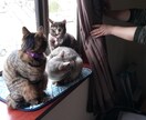 迷子猫情報をYouTube・TikTokに載せます 登録者数1000～1800人アカウントに掲載・拡散します！ イメージ11