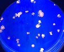 あなたの気持ちまるっと受け止めます 全力で寄り添い、ほっと出来る存在になりたい。 イメージ2