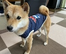 極小豆柴の写真を売ります 2歳の可愛い柴犬をお好みのアングルで撮ります！ イメージ5